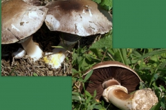 agaricus-vaporarius
