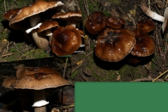 agrocybe-erebia
