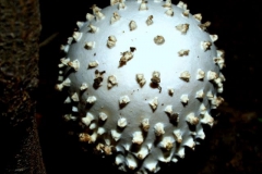 amanita-echinosephala