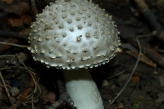 amanita-echnoderma