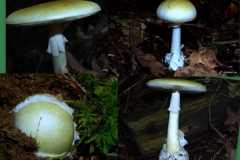 amanita-phalloides
