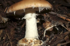 amanita-porphyria