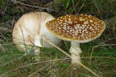 amanita-spissa-2