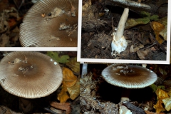 amanita-vaginata_0