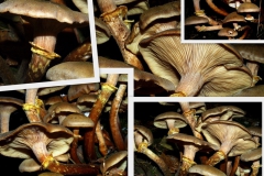 armillaria-mellea_0