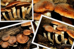armillaria-ostoyae