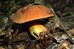 boletus-aestivalis