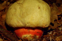 boletus-satanas