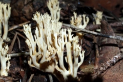 clavulina-cristata