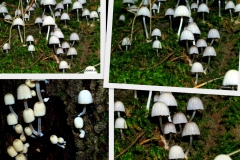 coprinus-disseminatus
