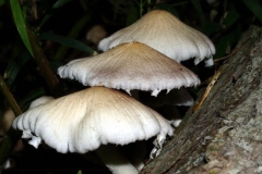 coprinus-domesticus