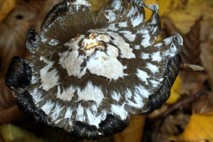 coprinus-picaceus2