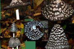 coprinus-picaceus_0
