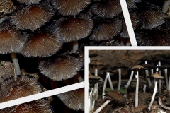 coprinus-truncorum