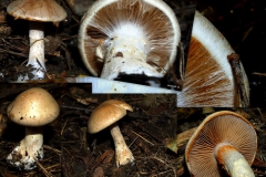 cortinarius-armillatus