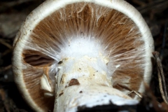 cortinarius-armillatus_0