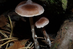 cortinarius-hemitrichus-pelyhes-pokh
