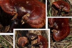ganoderma-lucidum5