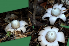 geastrum-sessile