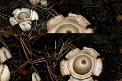 geastrum-triplex