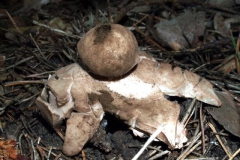 geastrum4