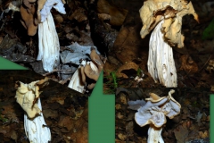 helvella-crispa
