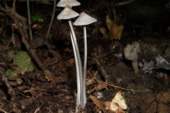 hemimycena-cucullata