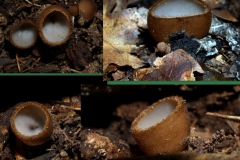humaria-hemisphaerica-2