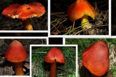 hygrocybe-conica