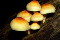 hypholoma-sublateritium-voorooses-keenvir