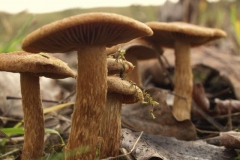 inocybe-dulcamara