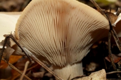 lactarius-insulnus