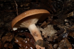 lactarius-rufus