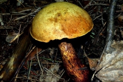 leccinum-scabrum