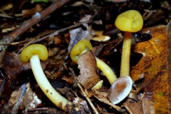 leotia-lubrica-3