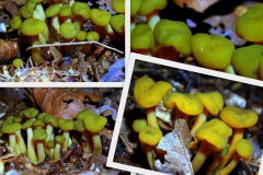 leotia-lubrica