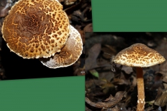 lepiota-aspera