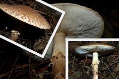 lepiota-calcicola