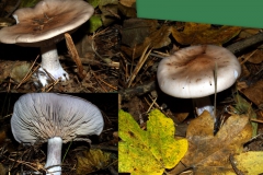 lepista-nebularis
