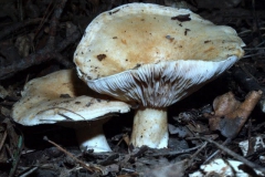 leucopaxillus-giganteus