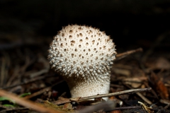 lycoperdon-perlatum