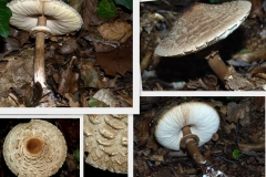 macrolepiota-mastoidea