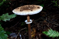 macrolepiota-procera-nagy