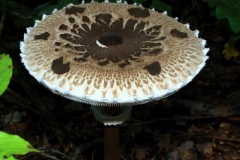 macrolepiota-procera-nagy2