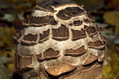 macrolepiota-rhacodes-pirul