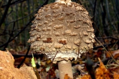 macrolepiota-rhacodes6