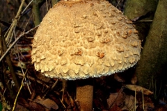 macrolepiota-rhacodespirul3