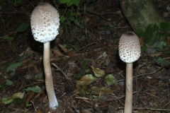 macrolepiotaprocera
