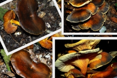 omphalotus-olearius