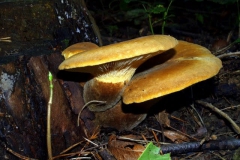 paxillus-atromentarius